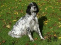 Setter Anglais DIWAN DE CASTEL LERN Setter Anglais DIWAN DE CASTEL LERN